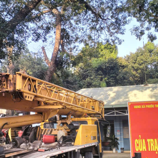 Cưa cây tại Trạm y tế xã Phước Thành, TP HCM