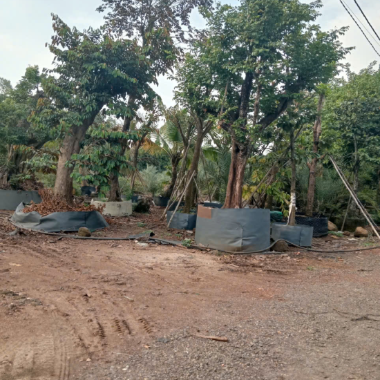 Cắt tỉa cây cảnh