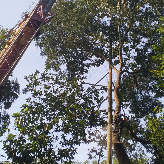 Dự Án Thu Mua Cây Tại An Viên Vĩnh Hằng 