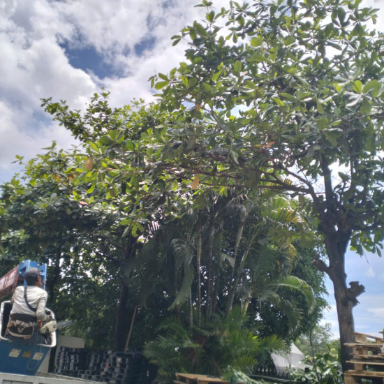Dự án cưa cây ở khu công nghiệp Biên Hòa 2