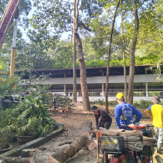Dự Án Thu Mua Cây Tại An Viên Vĩnh Hằng 