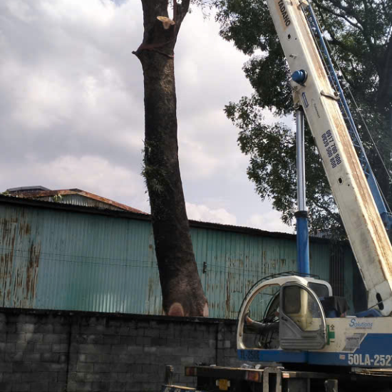 Dự án thu mua cây gỗ tại Công ty gỗ Hòa Bình, Long Bình, Biên Hòa, Đồng Nai