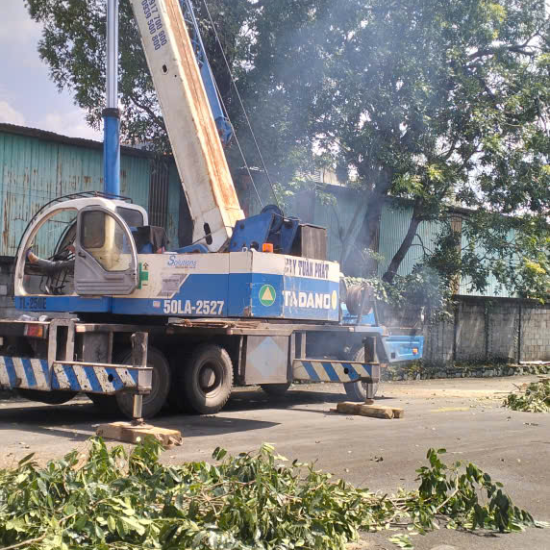 Dự án thu mua cây gỗ tại Công ty gỗ Hòa Bình, Long Bình, Biên Hòa, Đồng Nai