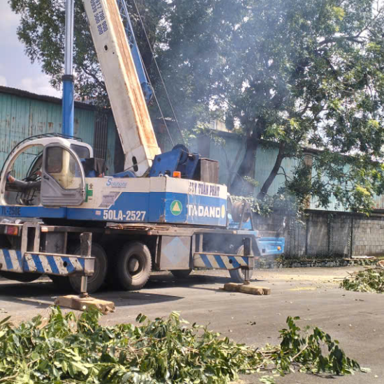 Dự án thu mua cây gỗ tại Công ty gỗ Hòa Bình, Long Bình, Biên Hòa, Đồng Nai