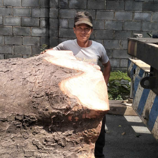 Dự án thu mua cây gỗ tại Công ty gỗ Hòa Bình, Long Bình, Biên Hòa, Đồng Nai