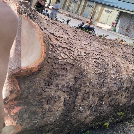 Dự án thu mua cây gỗ tại Công ty gỗ Hòa Bình, Long Bình, Biên Hòa, Đồng Nai