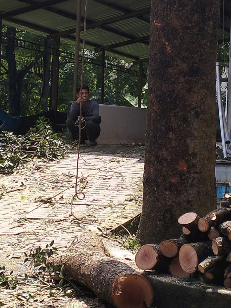 Cưa hạ cây lớn trong khuôn viên tại Dầu Tiếng