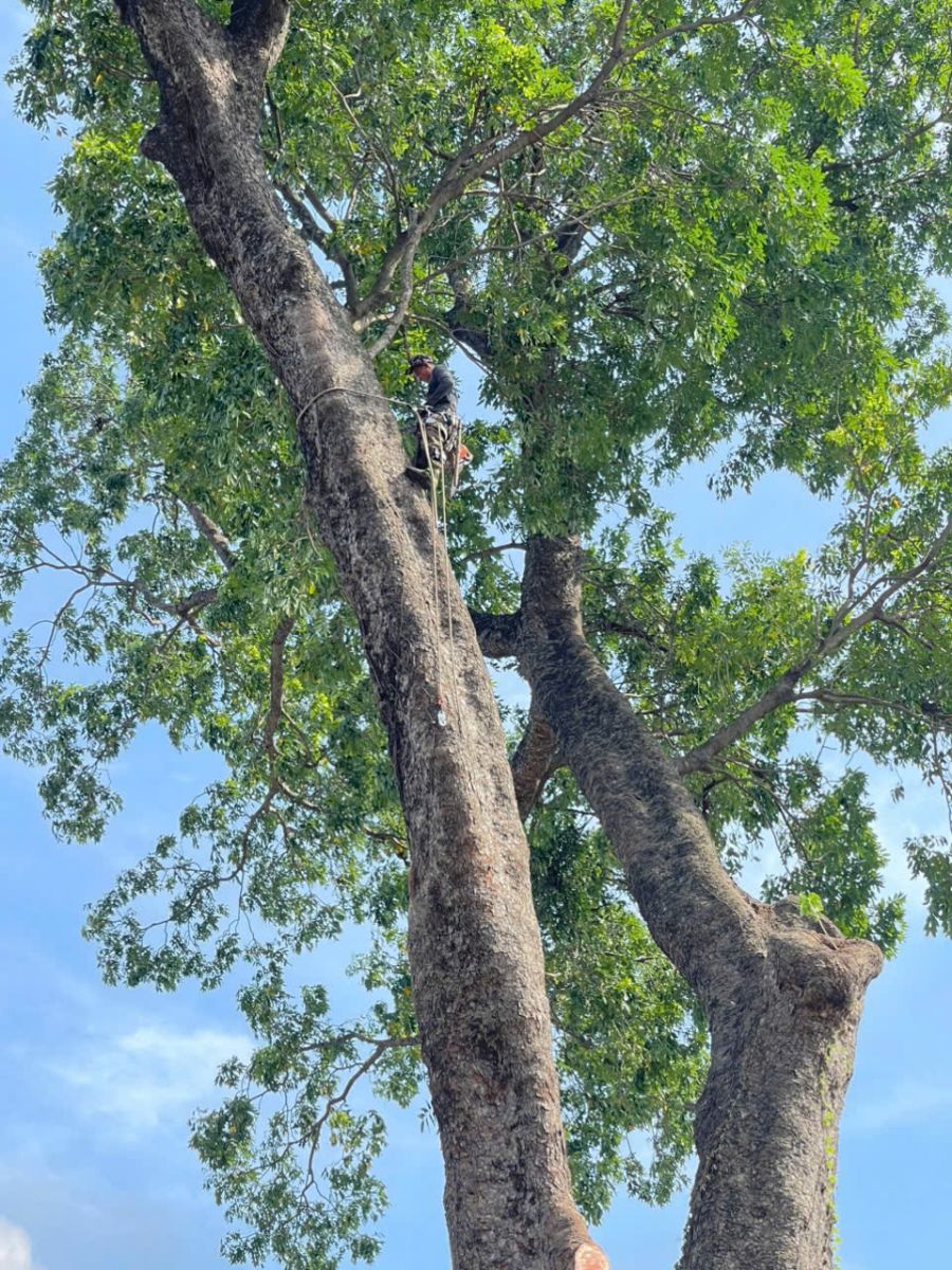 Dịch vụ cưa cây Dầu Tiếng của Hoàng Bảo