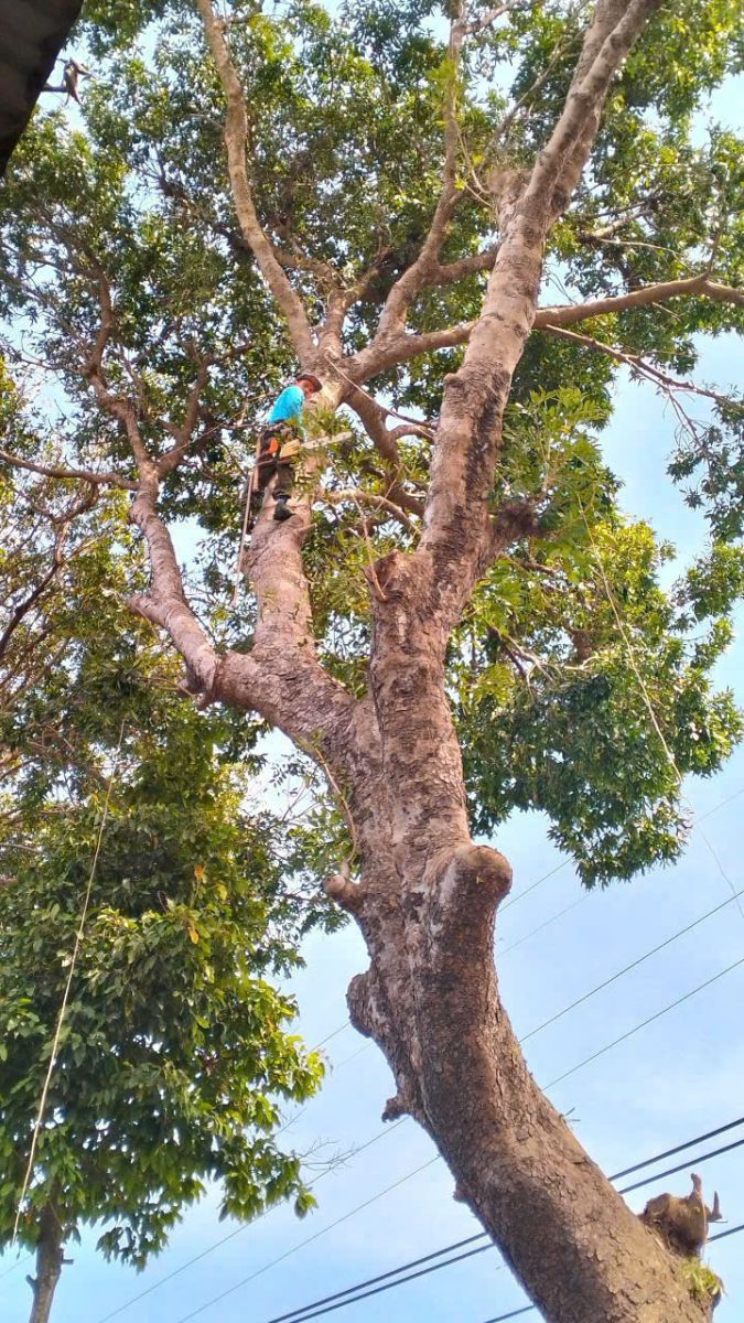 dịch vụ cưa cây vũng tàu