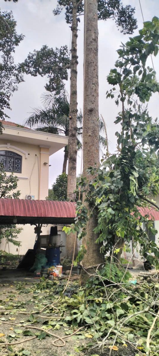 cưa cây thuận an