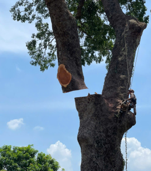 Cưa hạ cây cổ thụ tại Biên Hòa