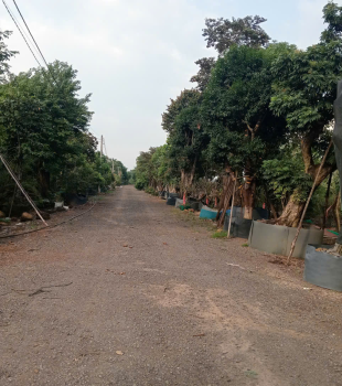 Cắt tỉa cây cảnh
