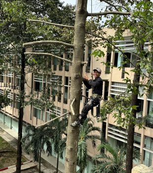 Dự án cắt hạ cây cao tại trường học