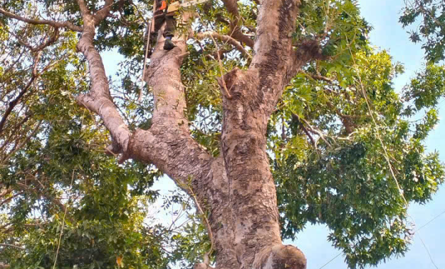 Dịch vụ tỉa cây